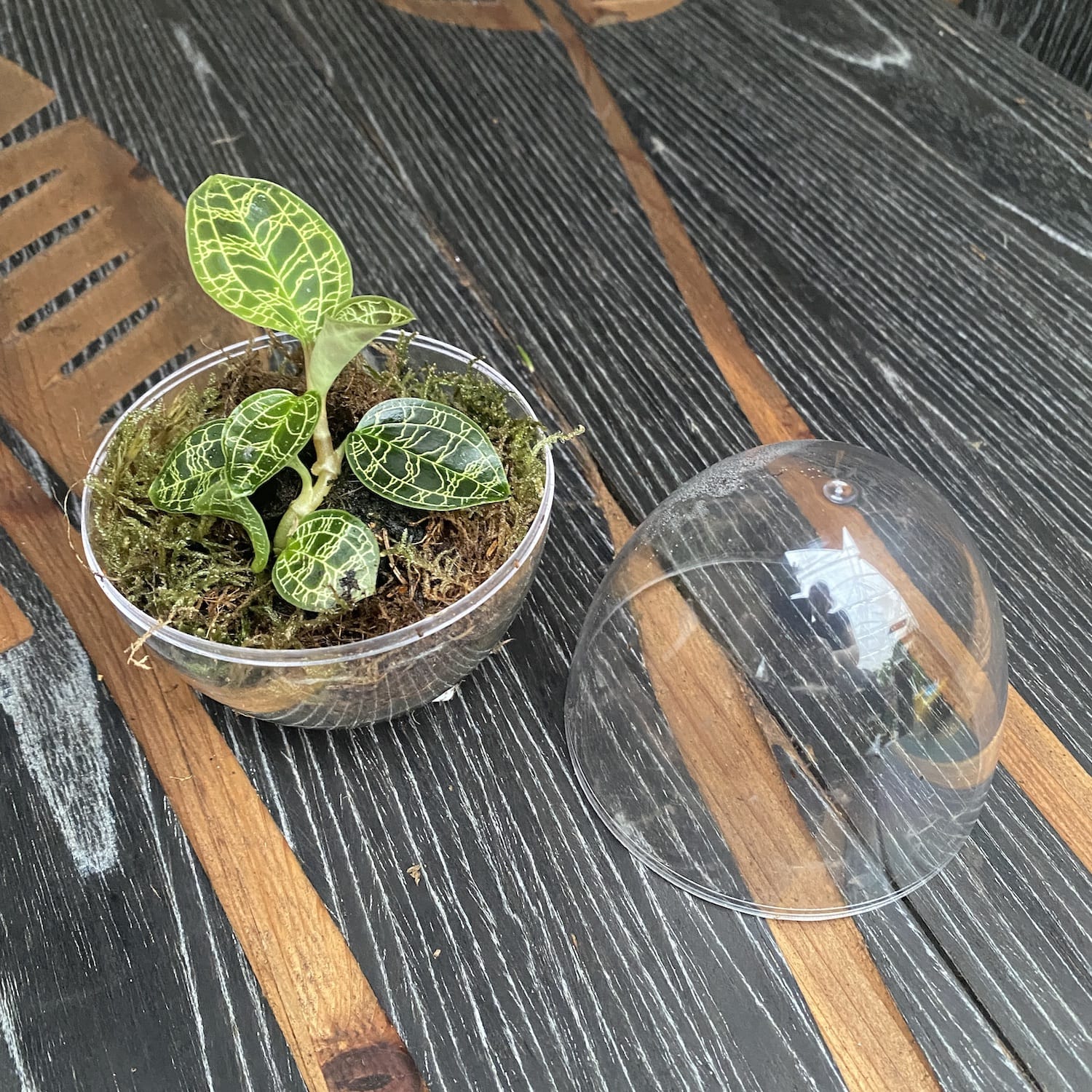 Ecosistem cu Macodes petola (Easy Care Terrarium)