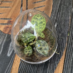 Ecosistem s Macodes petola (Terrarij za jednostavno održavanje)