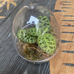 Ecosistem s Macodes petola (Terrarij za jednostavno održavanje)