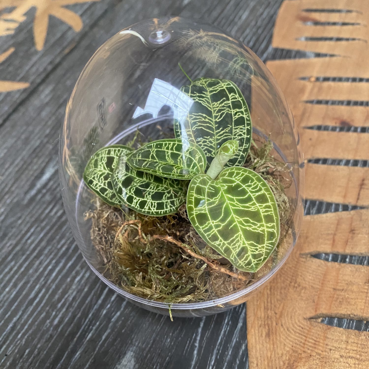 Ecosistem cu Macodes petola (Easy Care Terrarium)