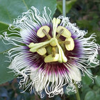 Passiflora edulis 'Frederick'