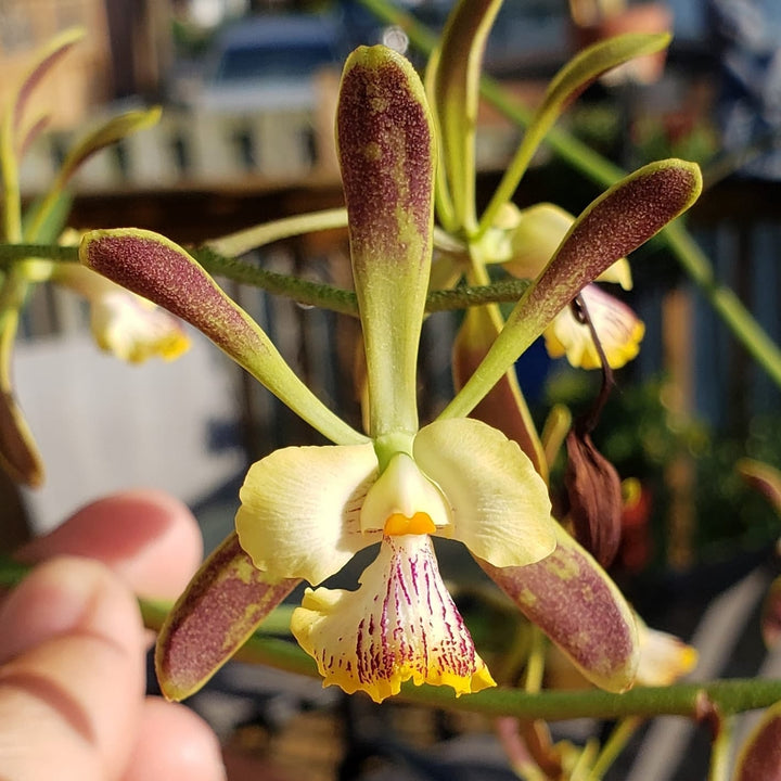 Encyclia alata