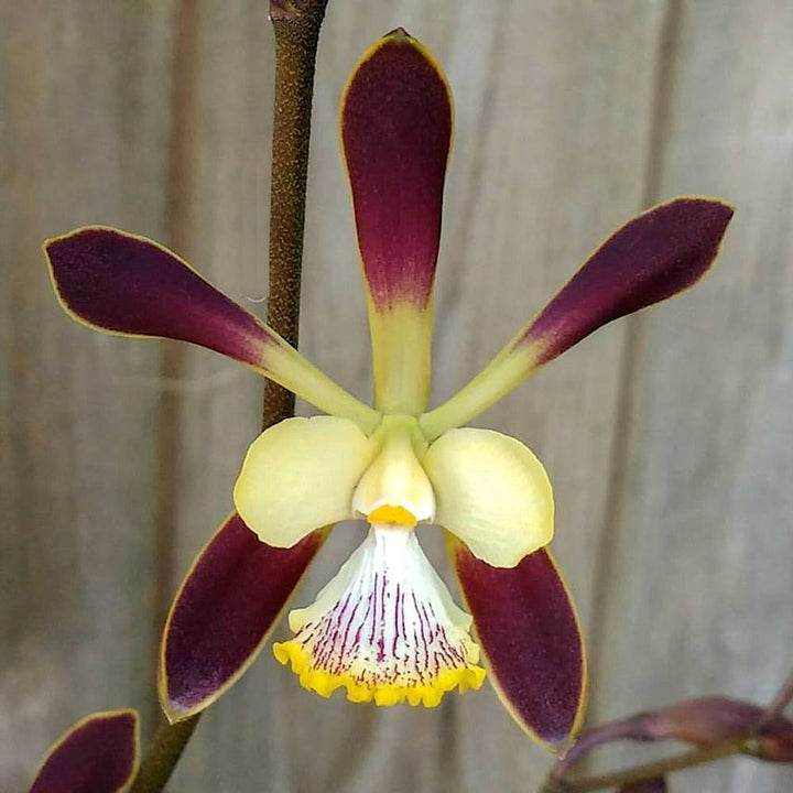 Encyclia alata