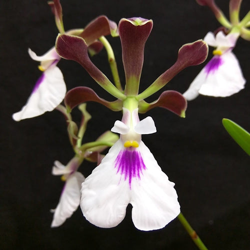 Encyclia cordigera