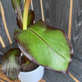 Ensete ventricosum Maurelii (Rote Banane)