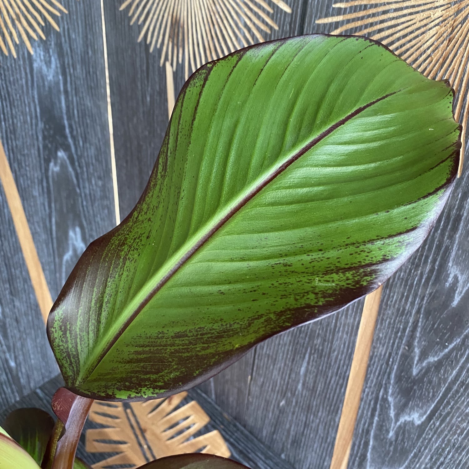 Ensete ventricosum Maurelii (Red Banana)