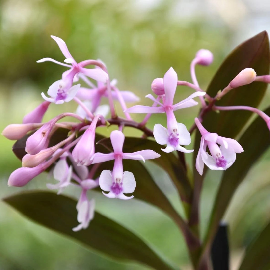 Epidendrum Anika Hassinger