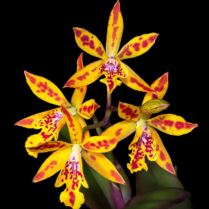 Epicatanthe Hsiang Yu Gold Coast 'Fireworks'