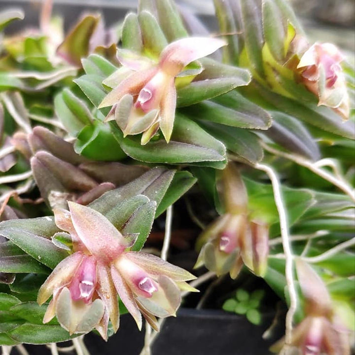 Epidendrum schlechterianum