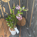 Epidendrum Anika Hassinger (Epidendrum capricornu x Epidendrum hugomedinae)