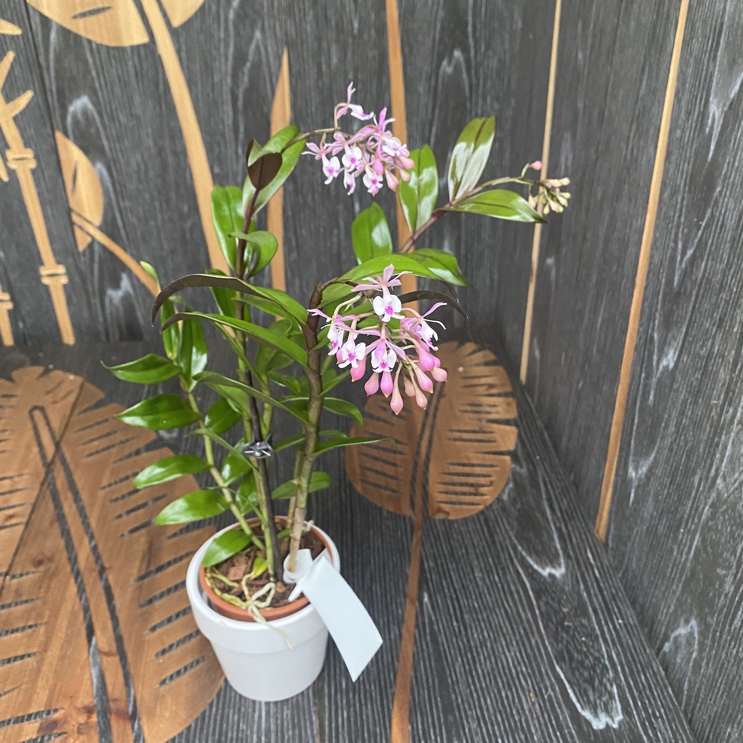 Epidendrum Anika Hassinger (Epidendrum capricornu x Epidendrum hugomedinae)