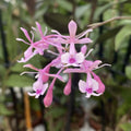 Epidendrum Anika Hassinger (Epidendrum capricornu x Epidendrum hugomedinae)