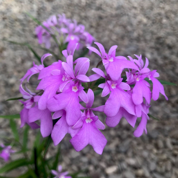 Epidendrum Centropetalum (Panama Orchid)