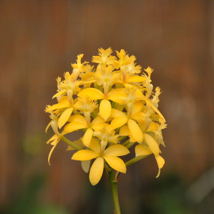 Epidendrum radicans 'Yellow'