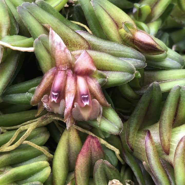 Epidendrum schlechterianum