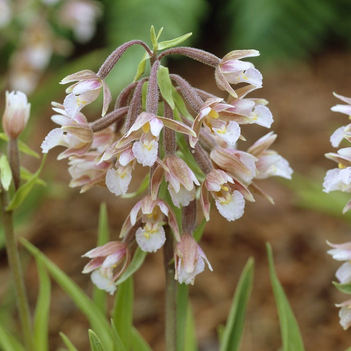 Epipactis palustris (Marsh Helleborine)