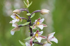 Epipactis palustris (Marsh Helleborine)