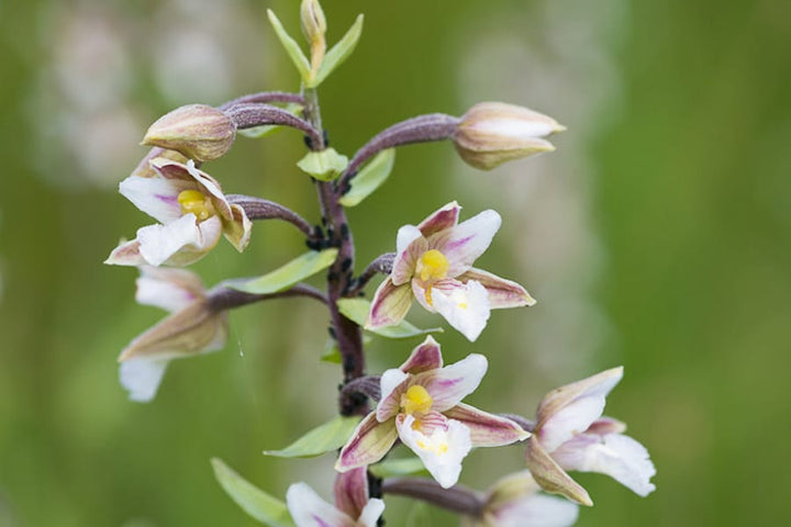 Epipactis palustris (Marsh Helleborine)