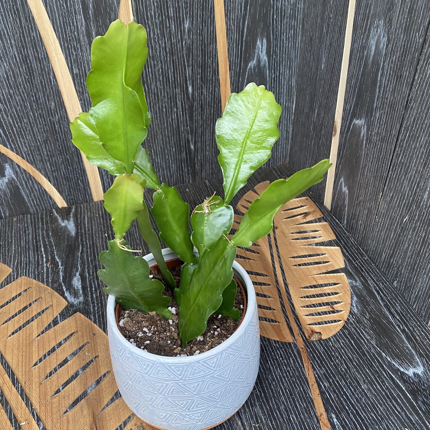 Epiphyllum Beavertail (Coada Castorului)