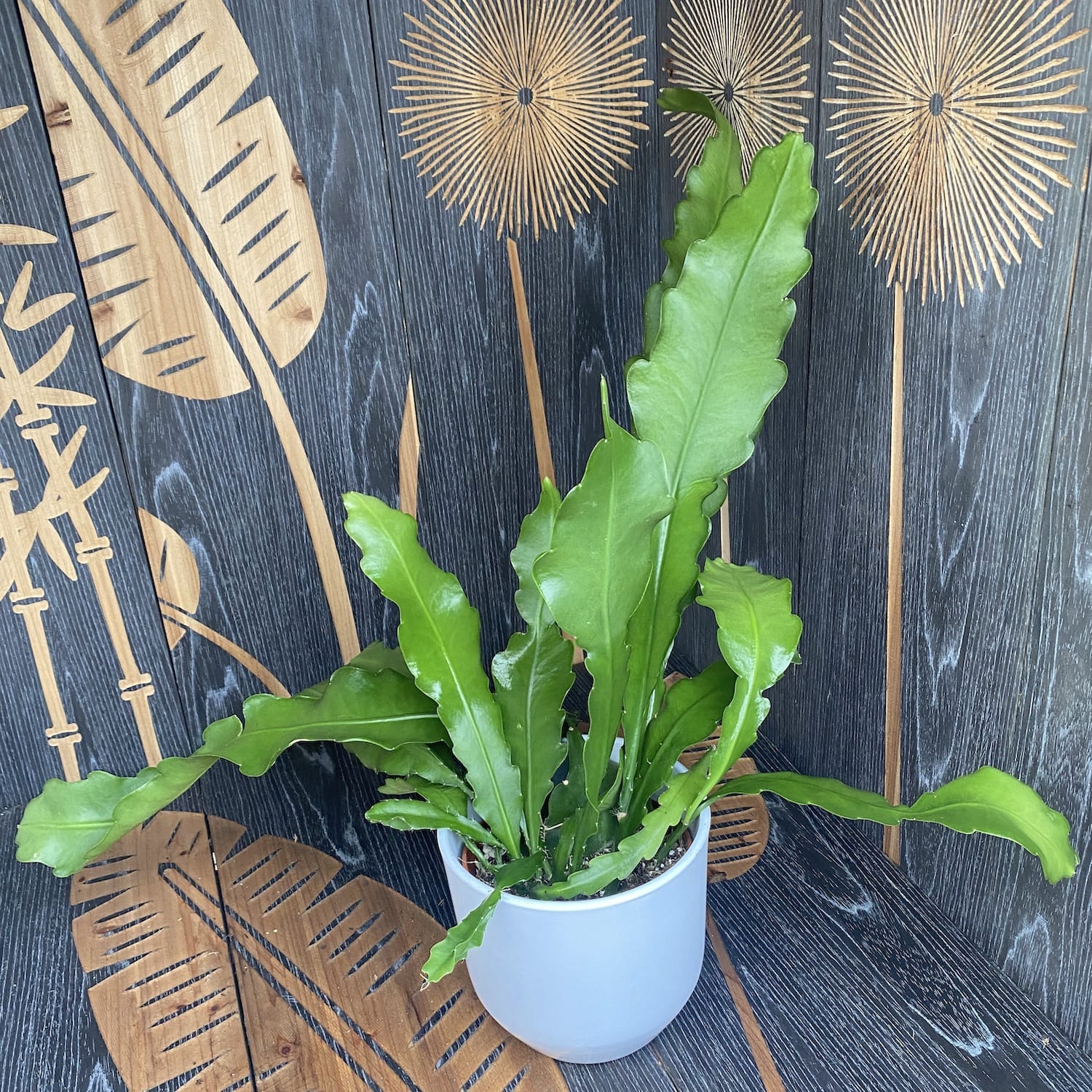 Epiphyllum Beavertail (Coada Castorului) D14