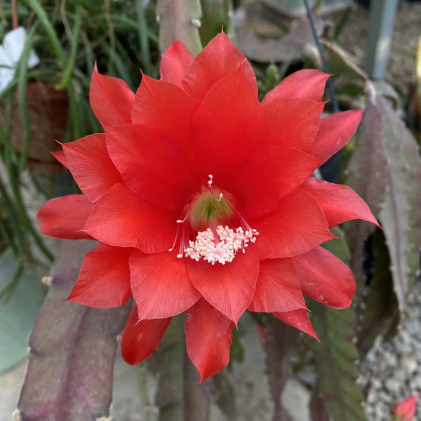 Cutting (butas) Epiphyllum ackermannii rosu (Red Orchid Cactus)