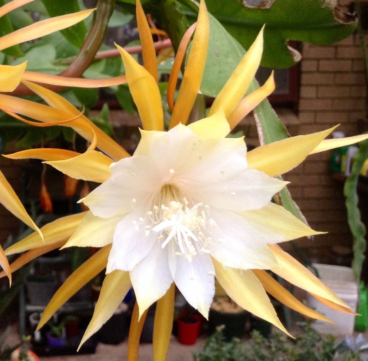 Epiphyllum anguliger D15 - cactusul orhidee (Zig Zag Cactus)