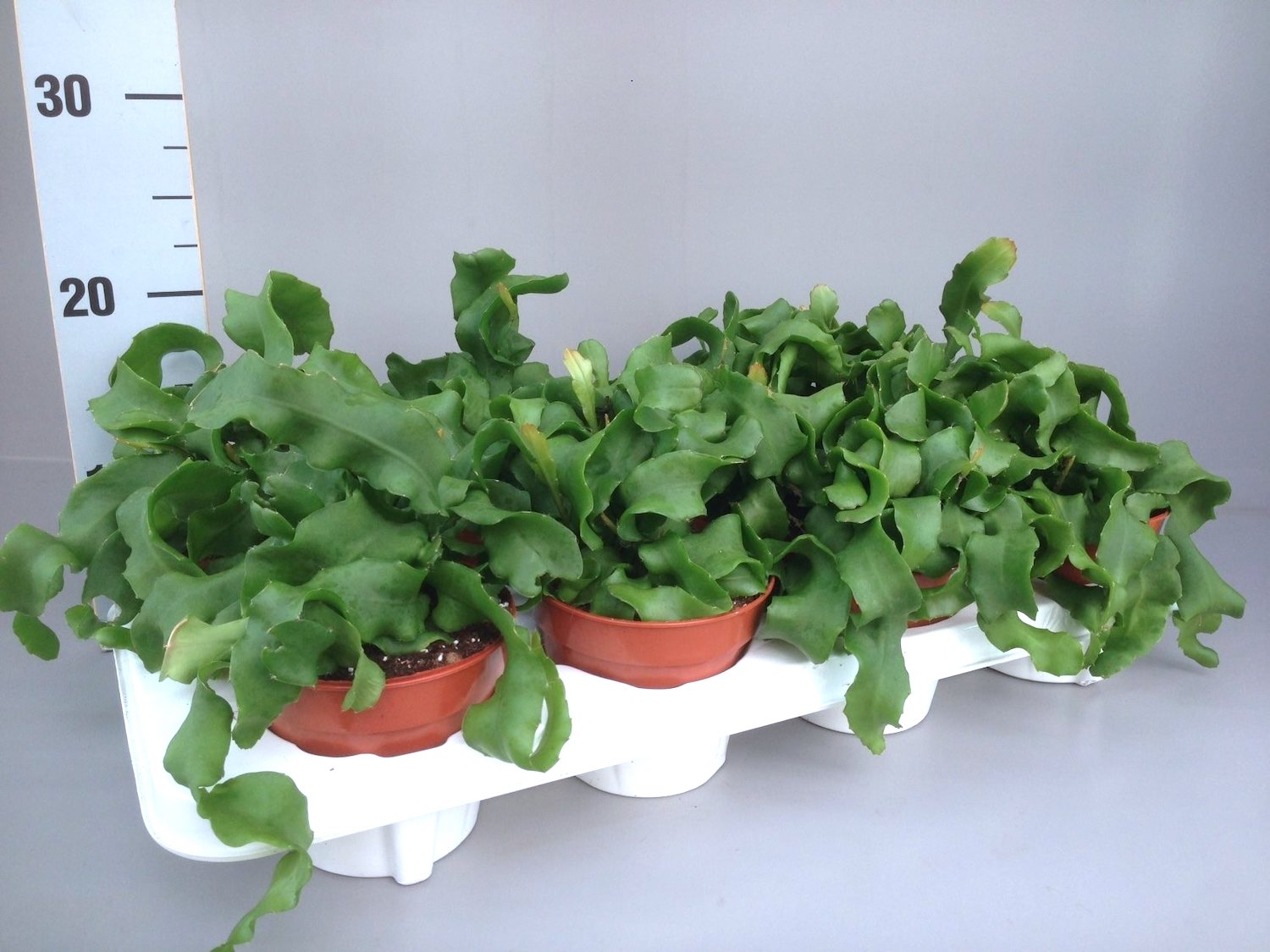 Epiphyllum 'Guatemalense Monstrosa' (Curly Sue Locks) - orhideea cactus, flori parfumate