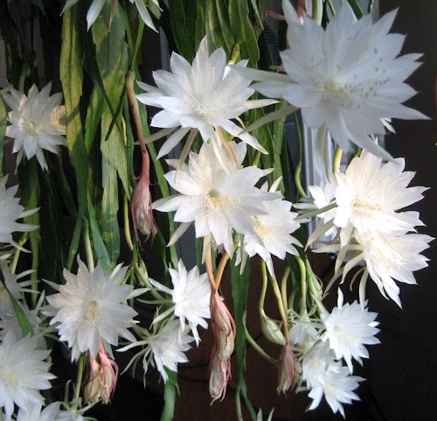 Epiphyllum pumilum XL - cactus orchidea con fiori profumati, spettacolari, notturni
