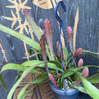 Epiphyllum červený (Červený orchideový kaktus) D14