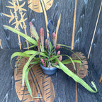 Epiphyllum červený (Červený orchideový kaktus) D14