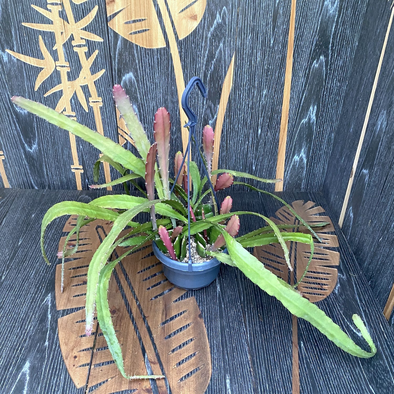 Epiphyllum rosu (Red Orchid Cactus) D14