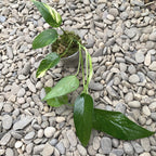 Epipremnum Pinnatum 'Sárga Foltos' (Aurea, Sárga Foltos)