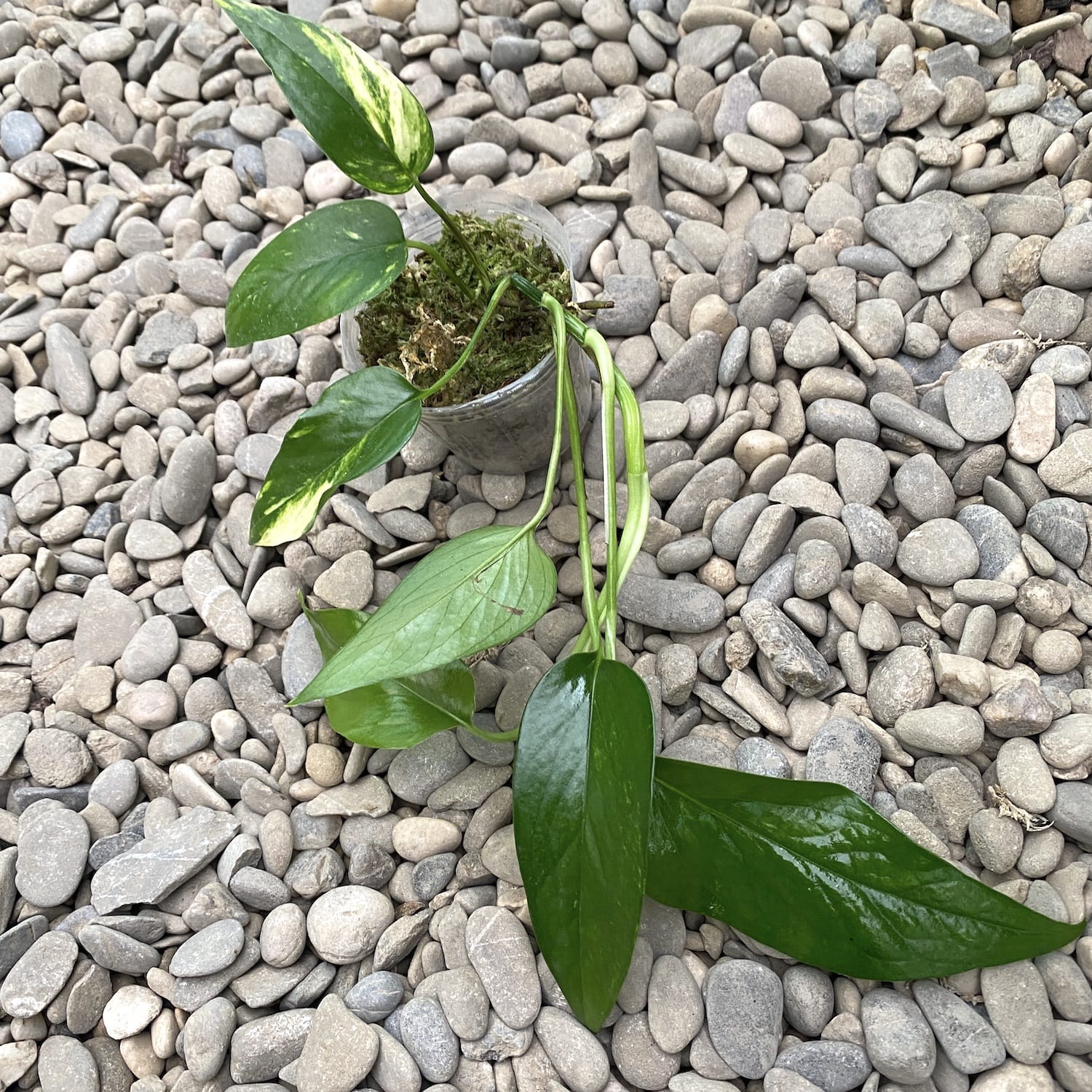 Epipremnum Pinnatum 'Yellow Variegated' (Aurea, Yellow Variegation)