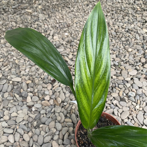 Epipremnum amplissimum (Pothos amplifolia)