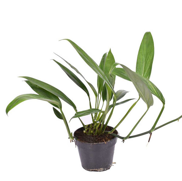 Epipremnum amplissimum XL (Pothos amplifolia) - 3 Pflanzen/Topf
