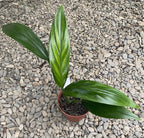 Epipremnum amplissimum (Pothos amplifolia)
