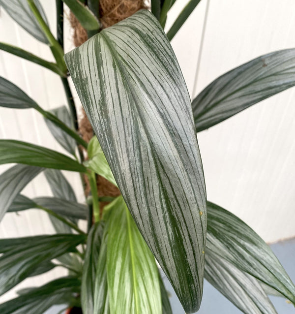 Epipremnum amplissimum 'Silver Leaf' H145 cm - 4 plants/pot