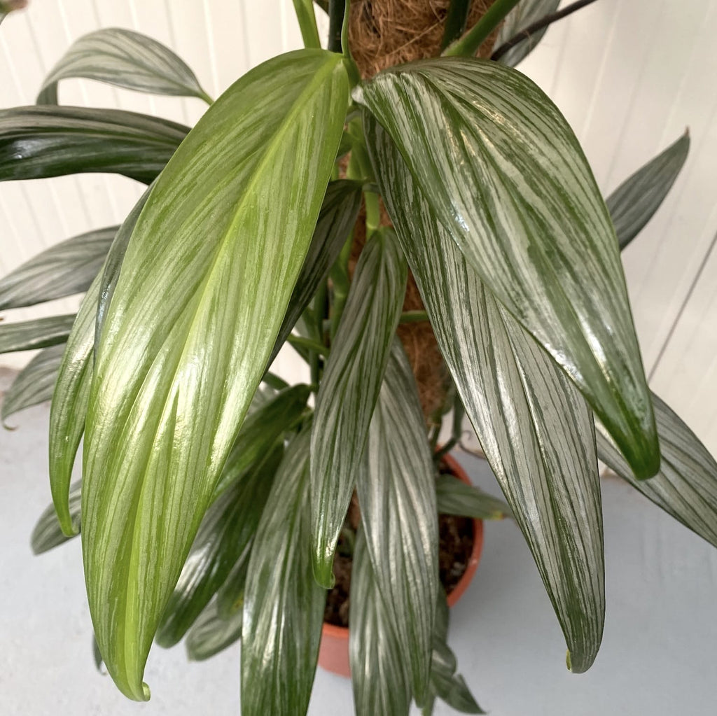 Epipremnum amplissimum 'Silver Leaf' H145 cm - 4 kasvia/ruukku