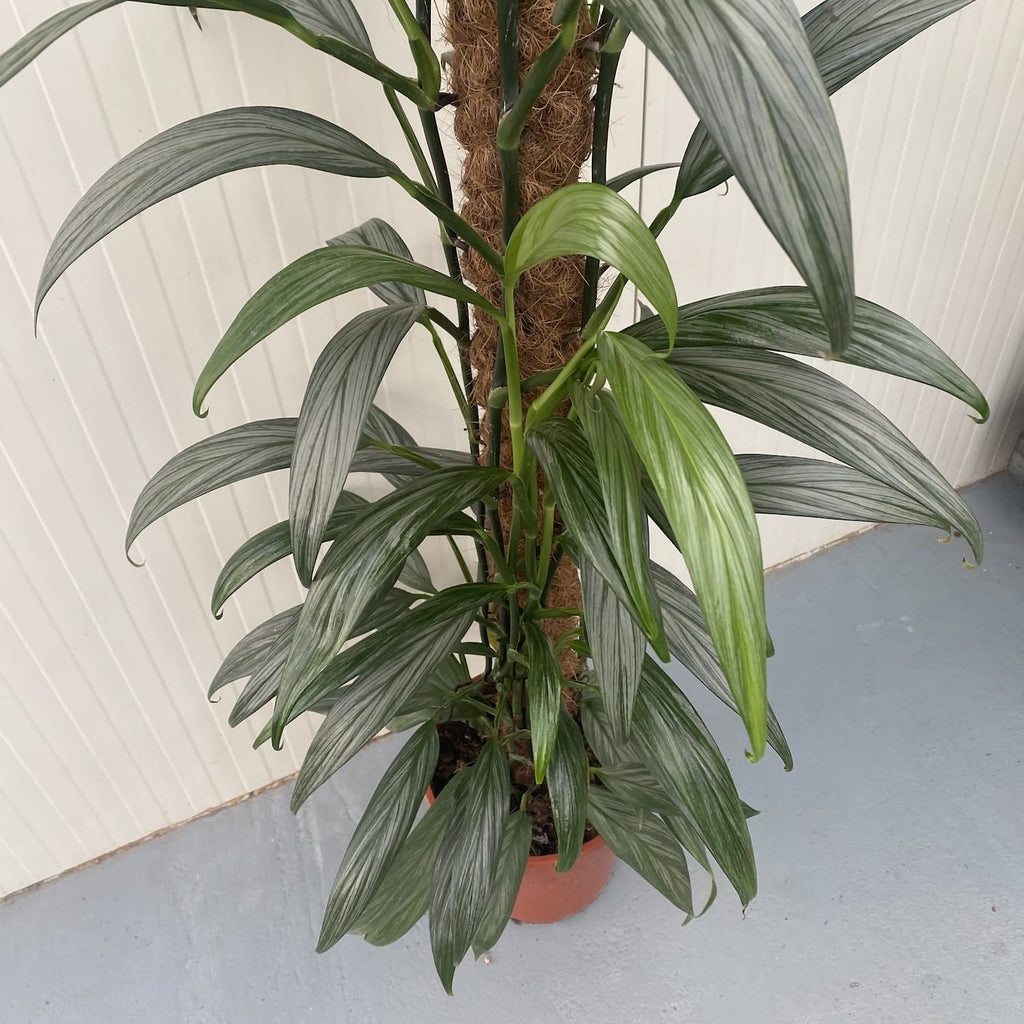 Epipremnum amplissimum 'Silver Leaf' H145 cm - 4 kasvia/ruukku