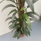 Epipremnum amplissimum 'Silver Leaf' H145 cm - 4 rastliny/kvetináč