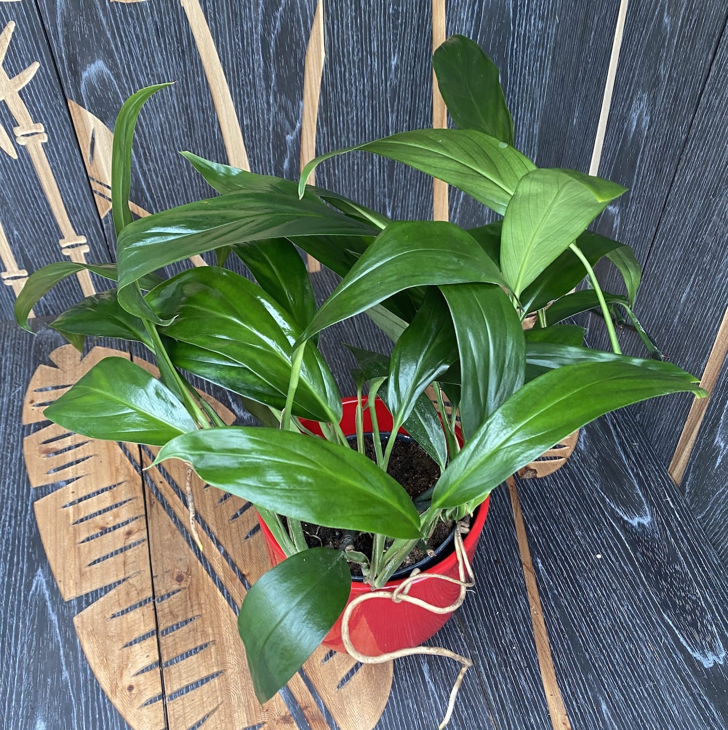 pothos amplifolia Epipremnum amplissimum XL (Pothos amplifolia) -3 plante/ghiveci – Secret Garden Plant Shop