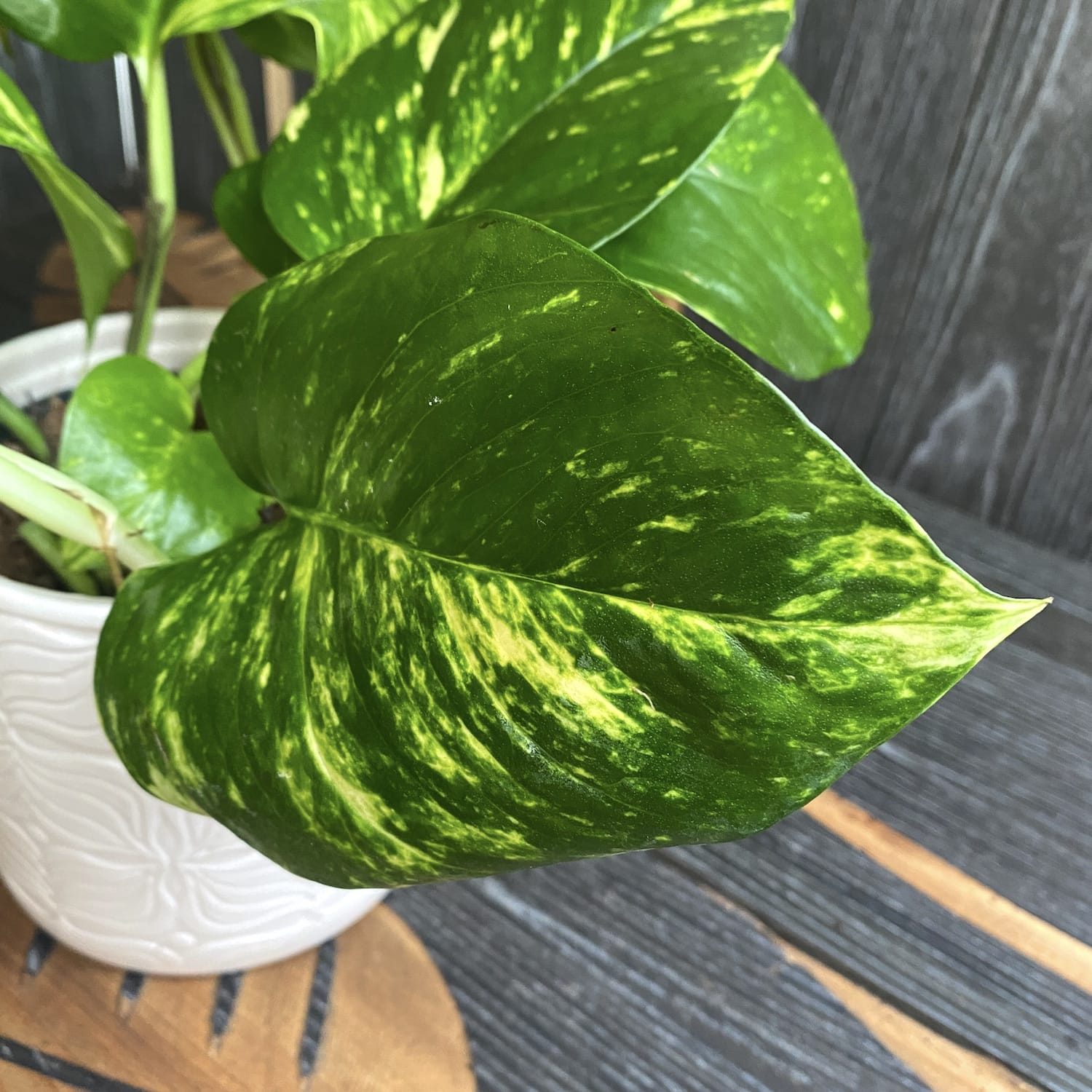 Epipremnum aureum 'Golden' 3-4 plante/ghiveci