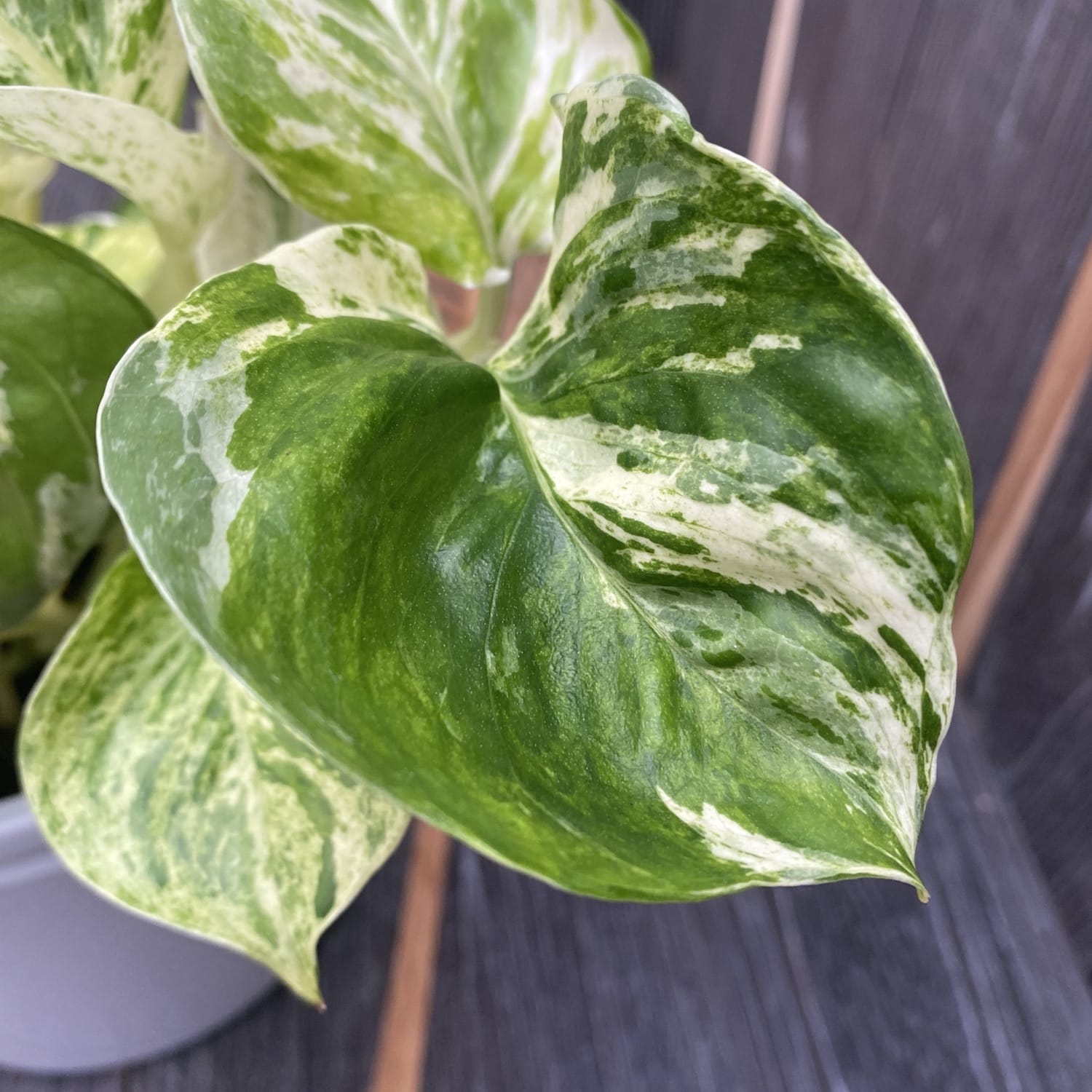 Epipremnum aureum ‘Manjula’ (Happy Leaf) 3-4 plante/ghiveci