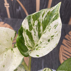 Epipremnum aureum ‘Manjula’ (Happy Leaf) 3-4 plante/ghiveci