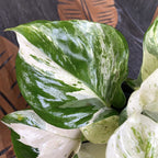 Epipremnum aureum ‘Manjula’ (Happy Leaf) 3-4 plante/ghiveci