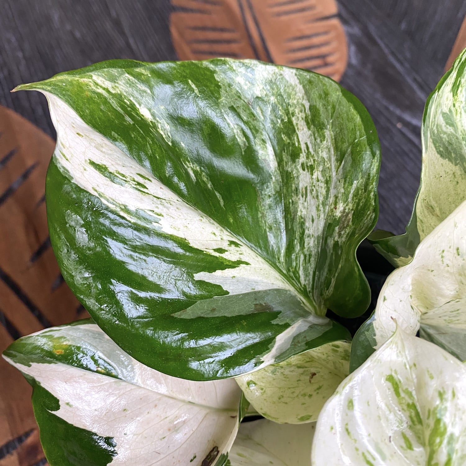 Epipremnum aureum ‘Manjula’ (Happy Leaf) 3-4 plante/ghiveci