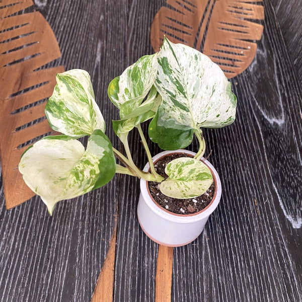 Epipremnum aureum 'Manjula' (Glückliches Blatt) *Babypflanze