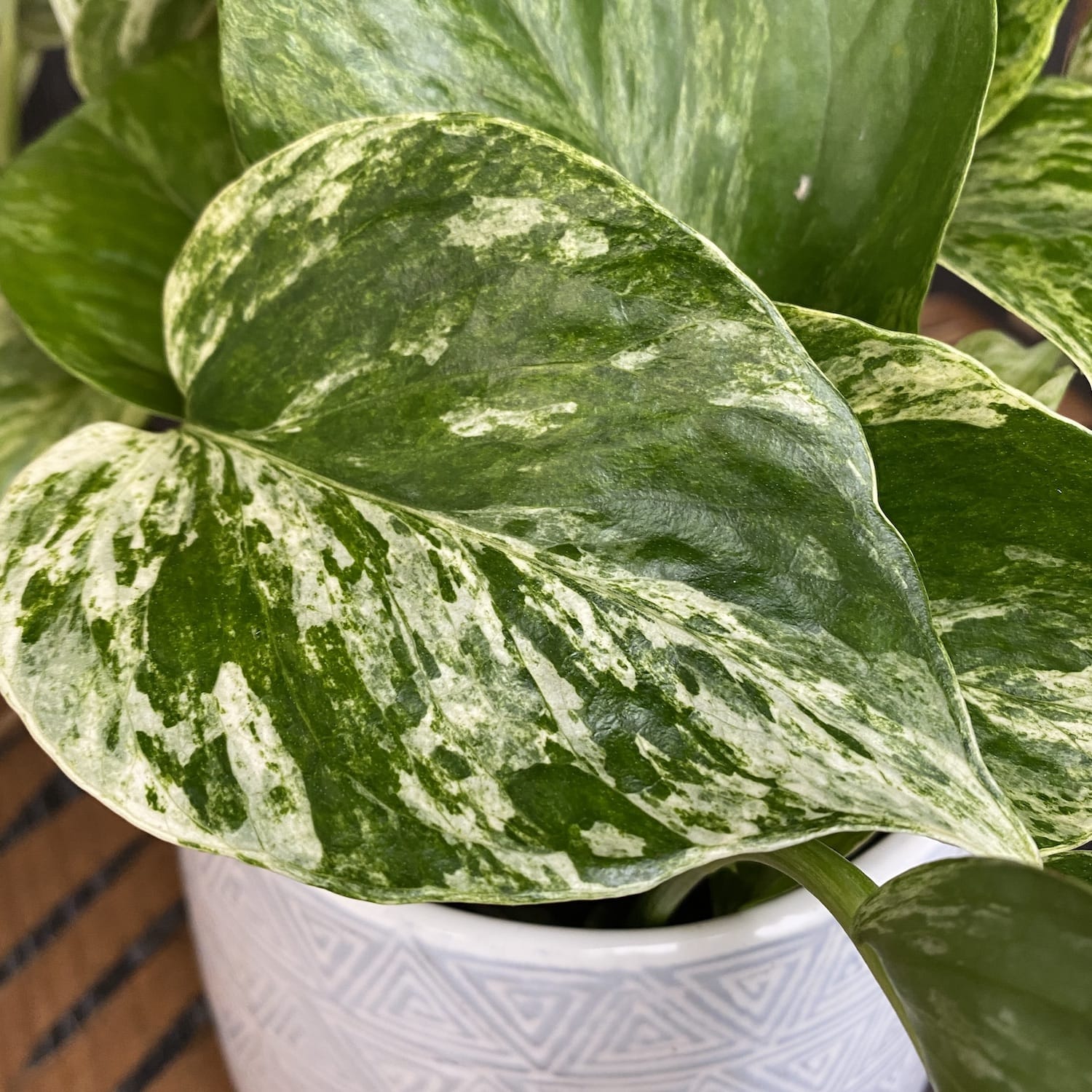 Epipremnum aureum 'Marble Queen' - 3-5 plante/ghiveci