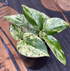 Epipremnum aureum 'Marble Queen' (μωρόφυτό)