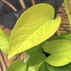 Epipremnum aureum 'Neon' (Neon Pothos) 3-4 plante/ghiveci